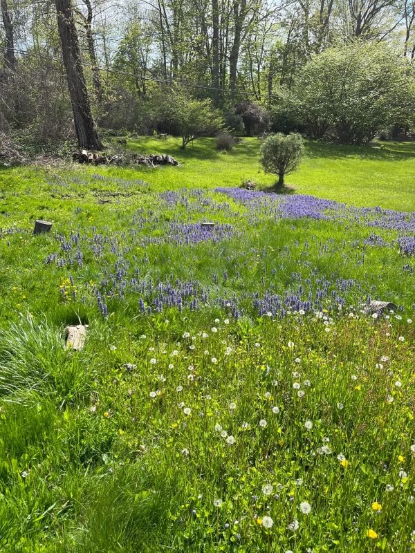 It's actually essential to kill the grass on your lawn for environmental benefits and make way for native plants.