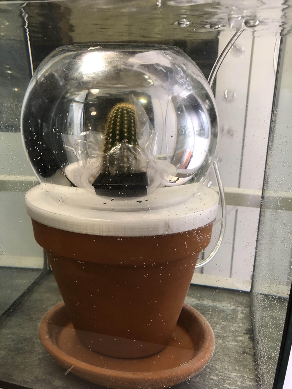 "You should post weekly updates on r/cactus. The people there would get a kick out of this lil torture chamber"