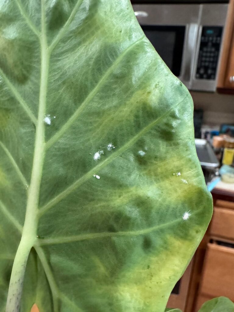 What are these pests?