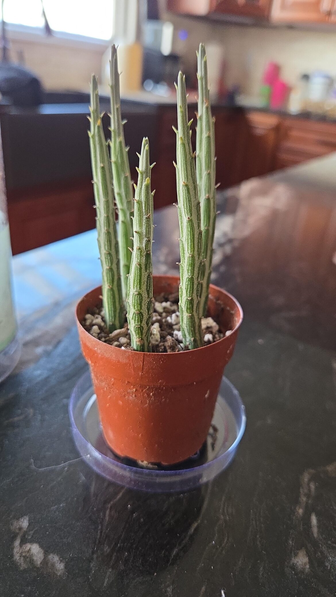 Grocery store plant, what is it?