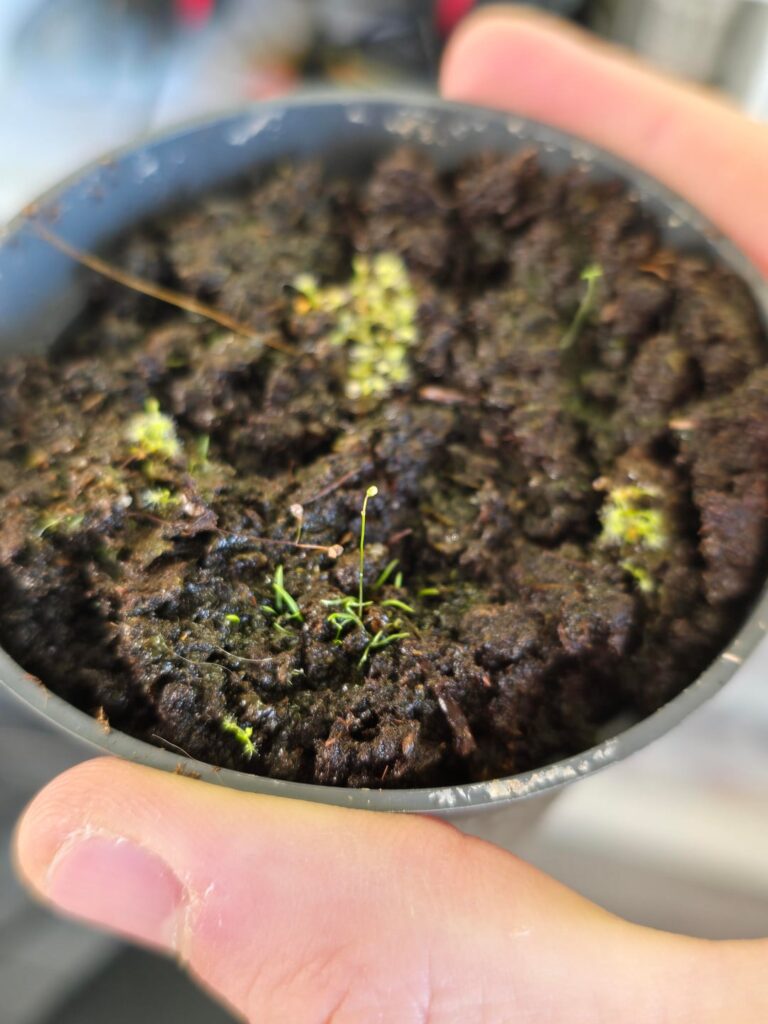 Weed or ultricularia?