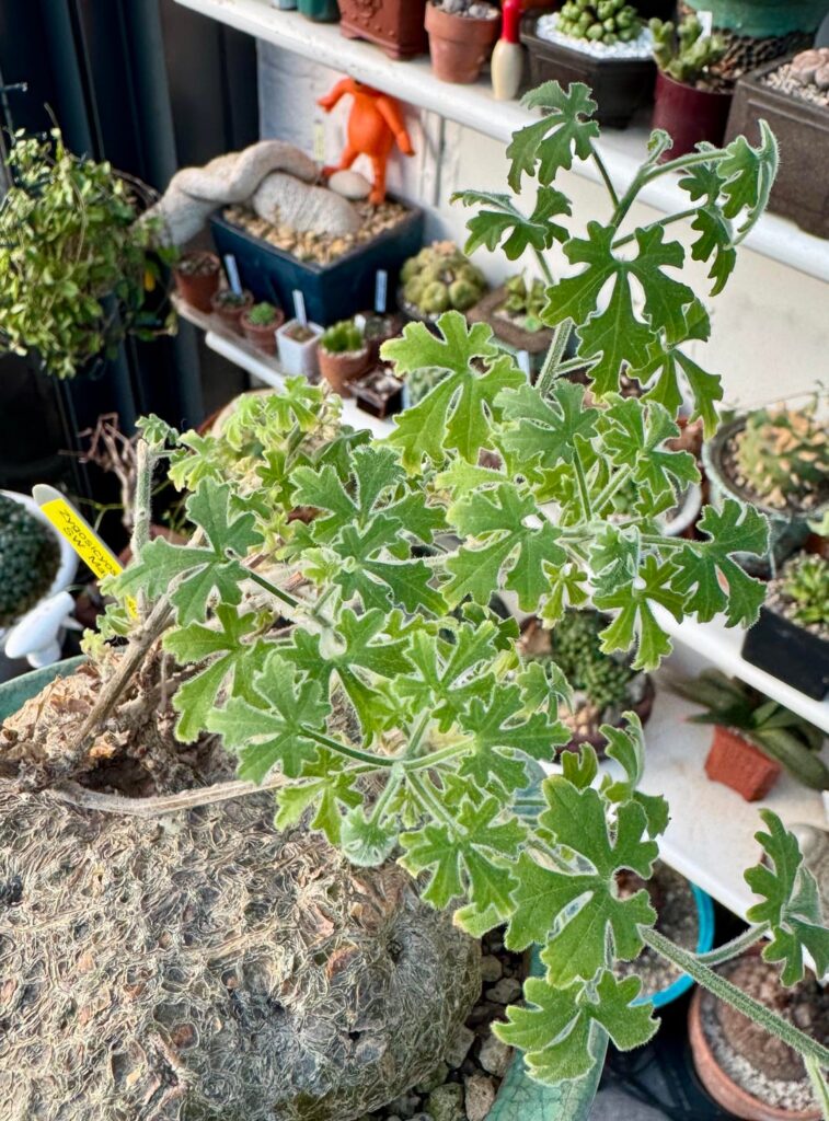 Zygosickyos tripartitus