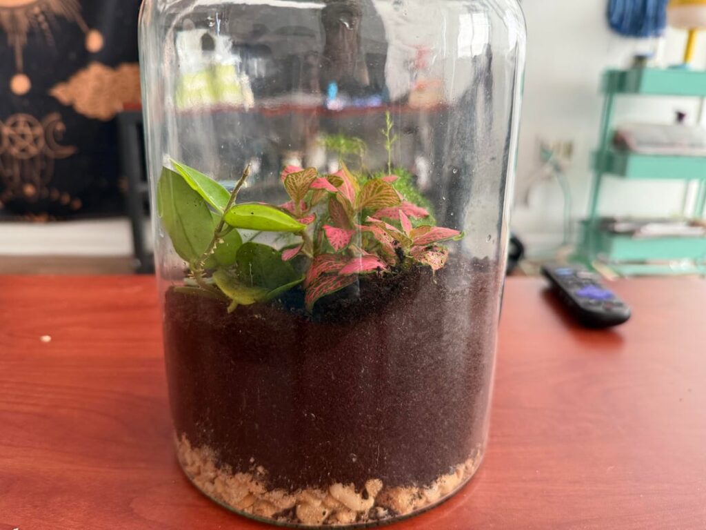 Got a terrarium for Christmas, what plants are these?
