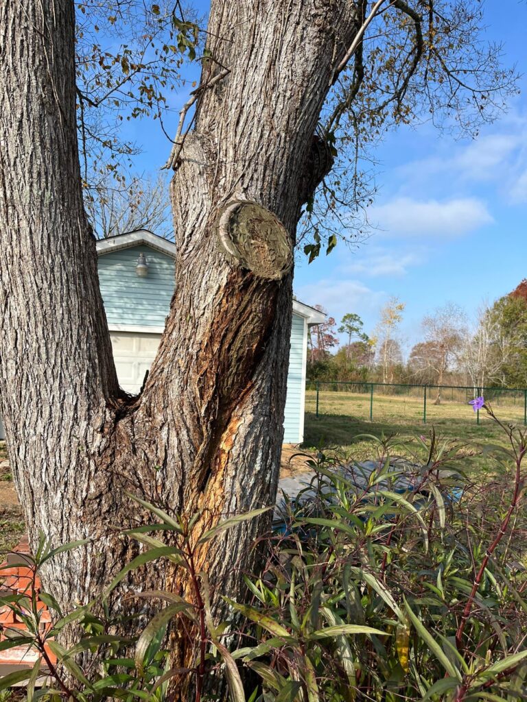 Bark is discolored/moist on tree