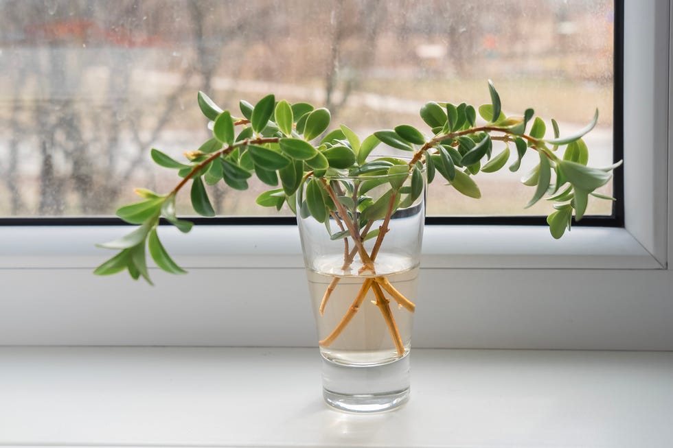 Green Plant Cuttings Rooting in Glass of Water on Windowsill green plant cuttings rooting in glass of water on windowsill