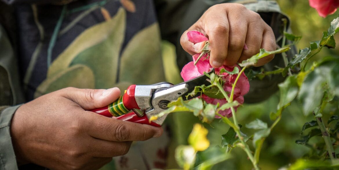 the best plants to propagate right now (and fill your garden for free!) the best plants to propagate right now (and fill your garden for free!)