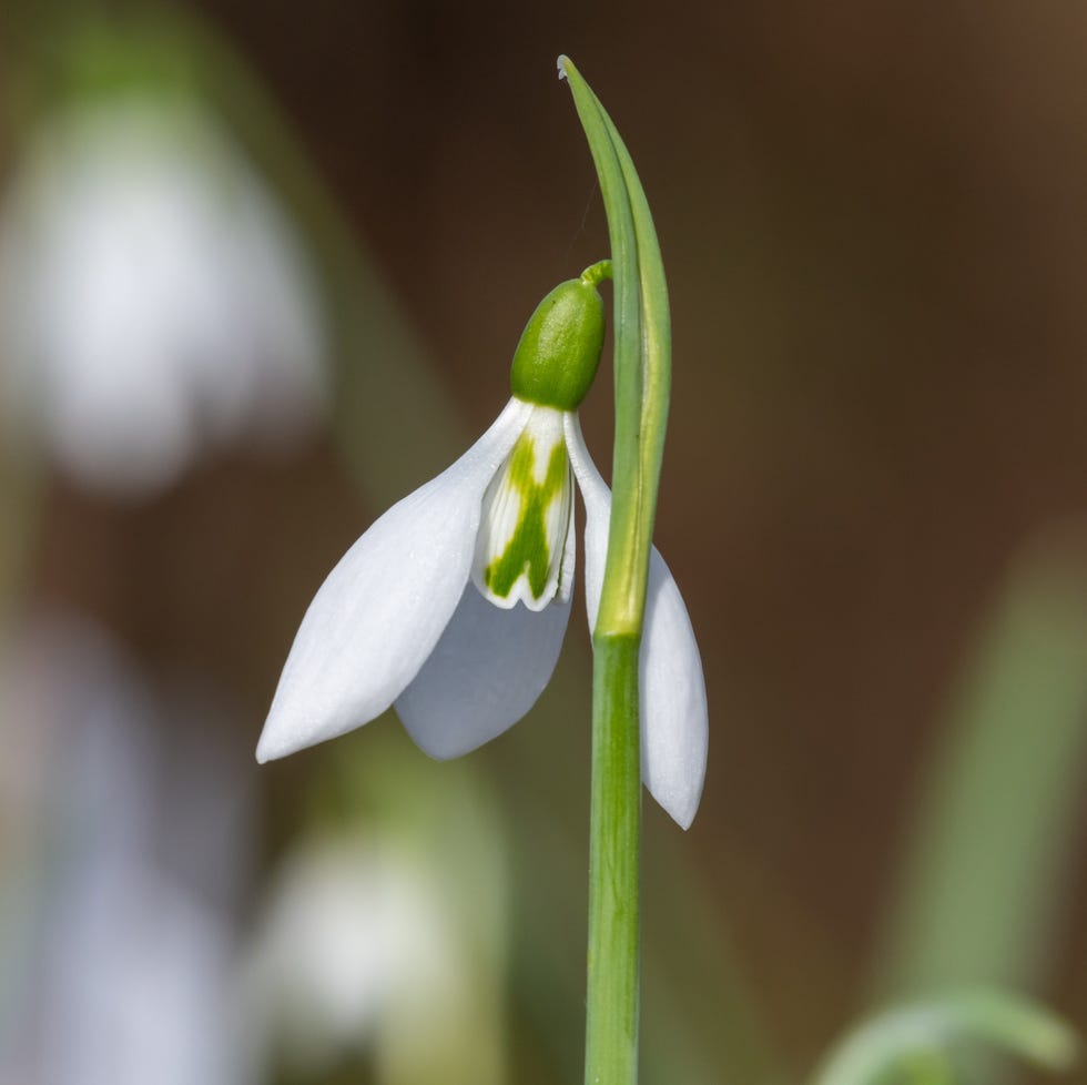 Galanthus × hybridus 'Robin Hood macro shot of a galanthus robin hood snowdrop in bloom