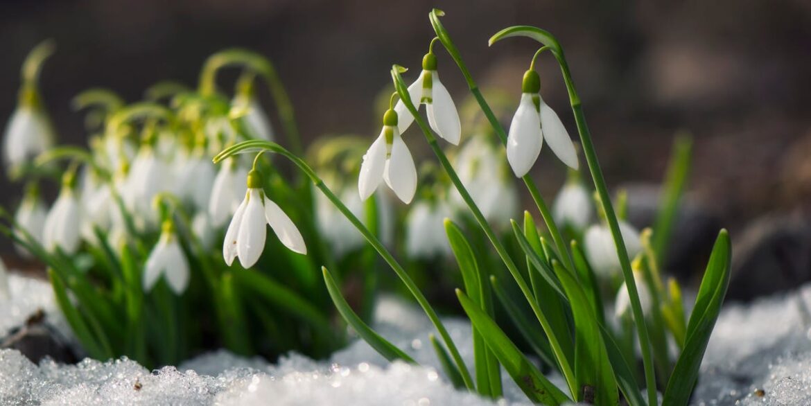 What To Do In The Garden This Month