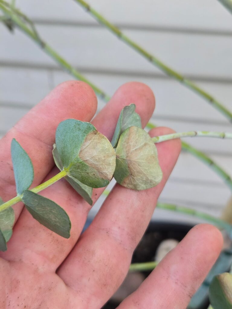 Why are the leaves falling off my Eucalyptus pulverulenta? 🍂