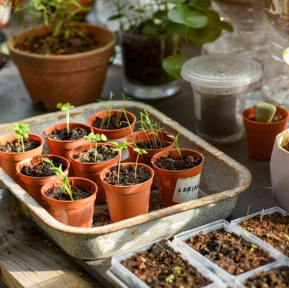 seedlings planted in pots on a nursery table