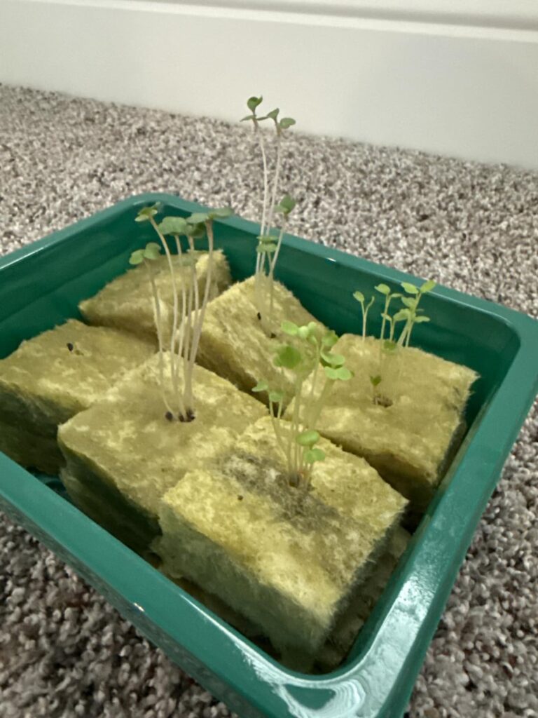 homestead in a normal home?