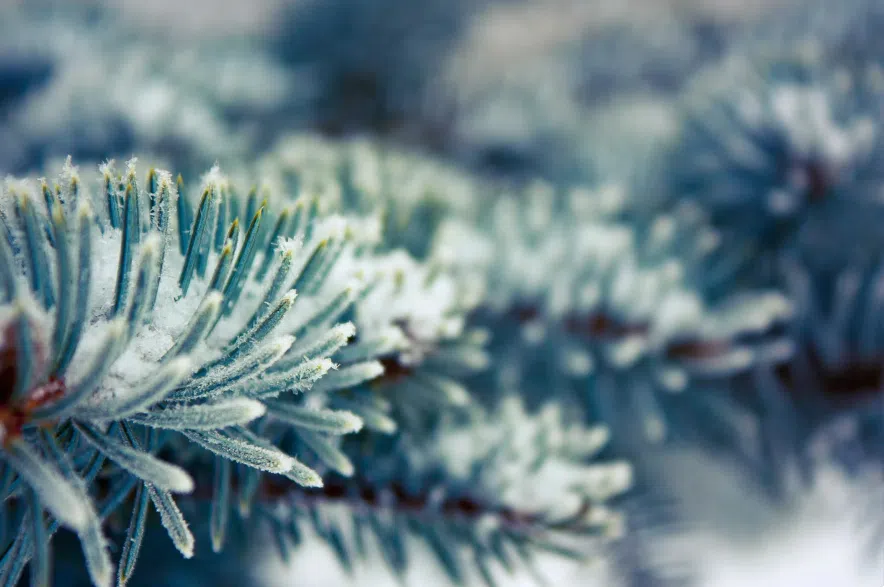 Garden Talk: What I can do to prevent losing spruce trees this winter? Frosty spruce branch with snow.