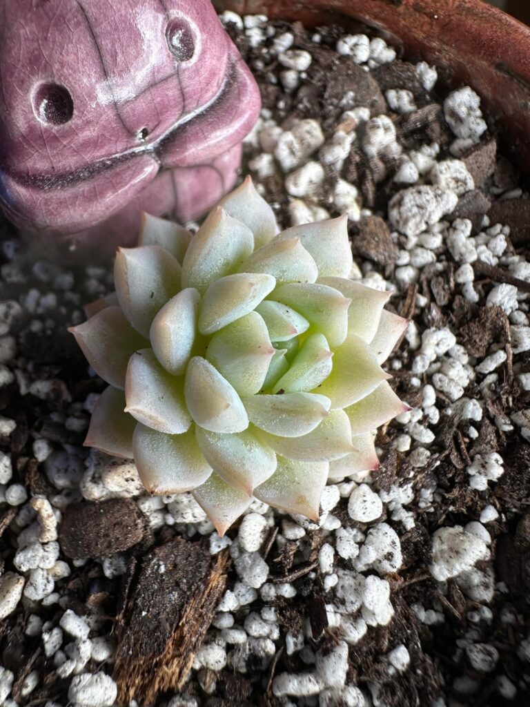 My Echeveria says THANK YOU! My Echeveria says THANK YOU!