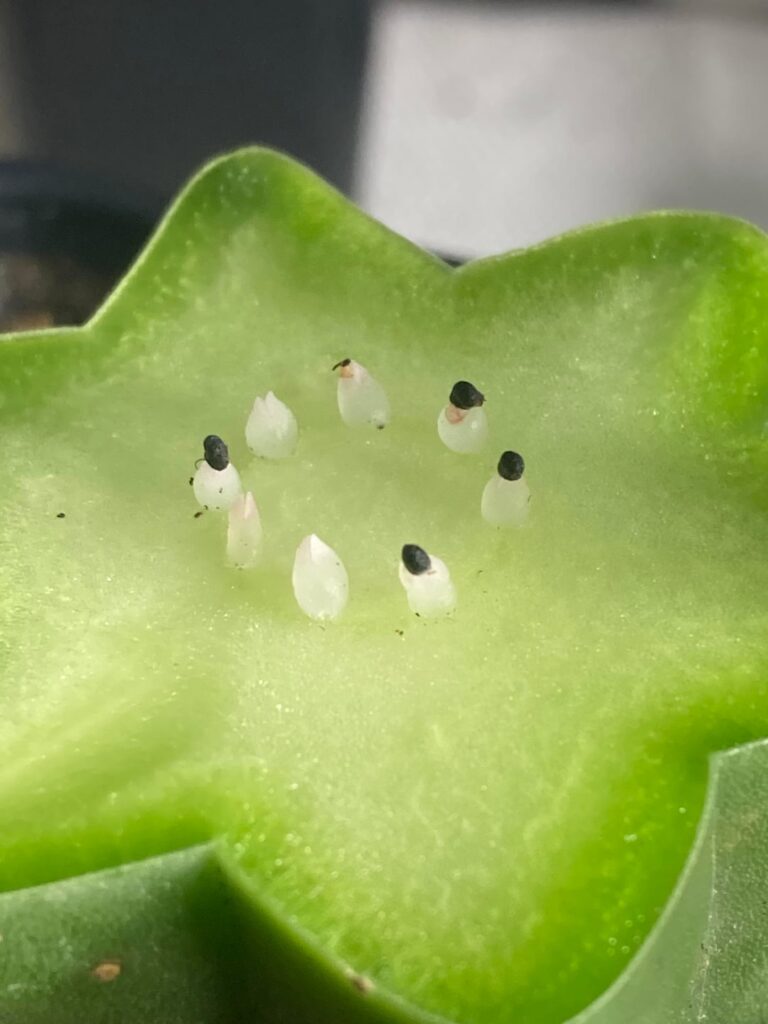 Del señor x Blue dream 🌵💚