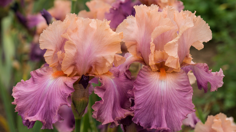 'Sweet Musette' iris in bloom.