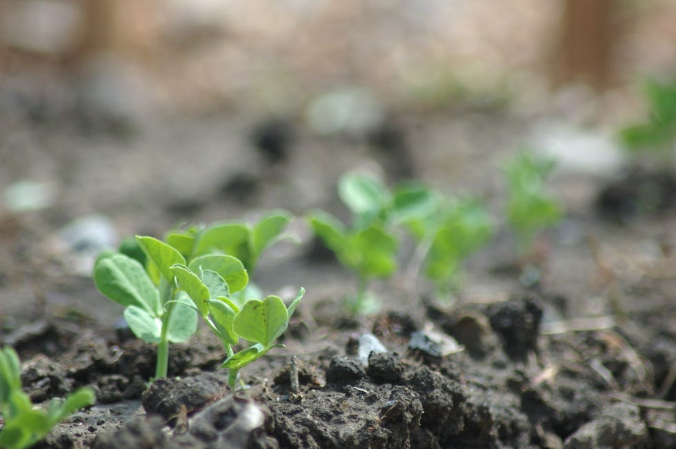 a row of sweet pea seedlings.