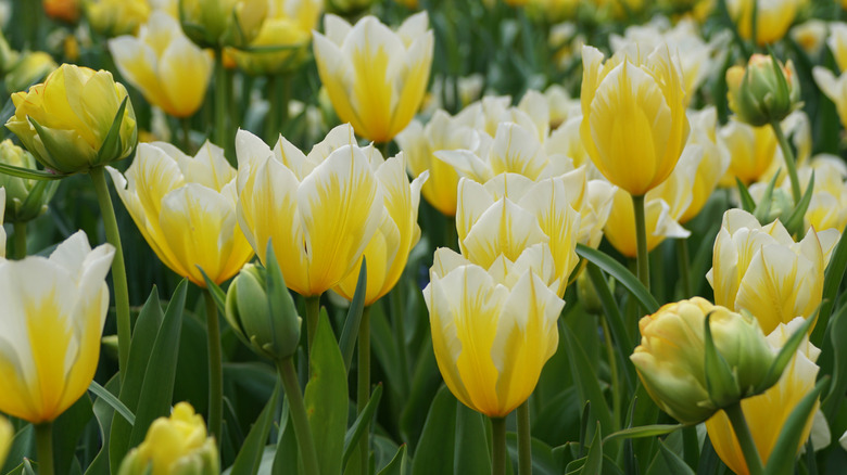 Yellow and white 'Sweetheart' tulips