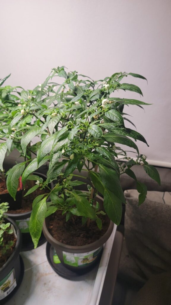 Thai Peppers – question! Thai Peppers - question!