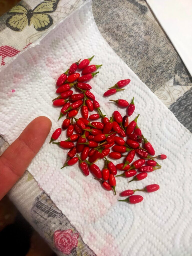 What's this pepper's name?