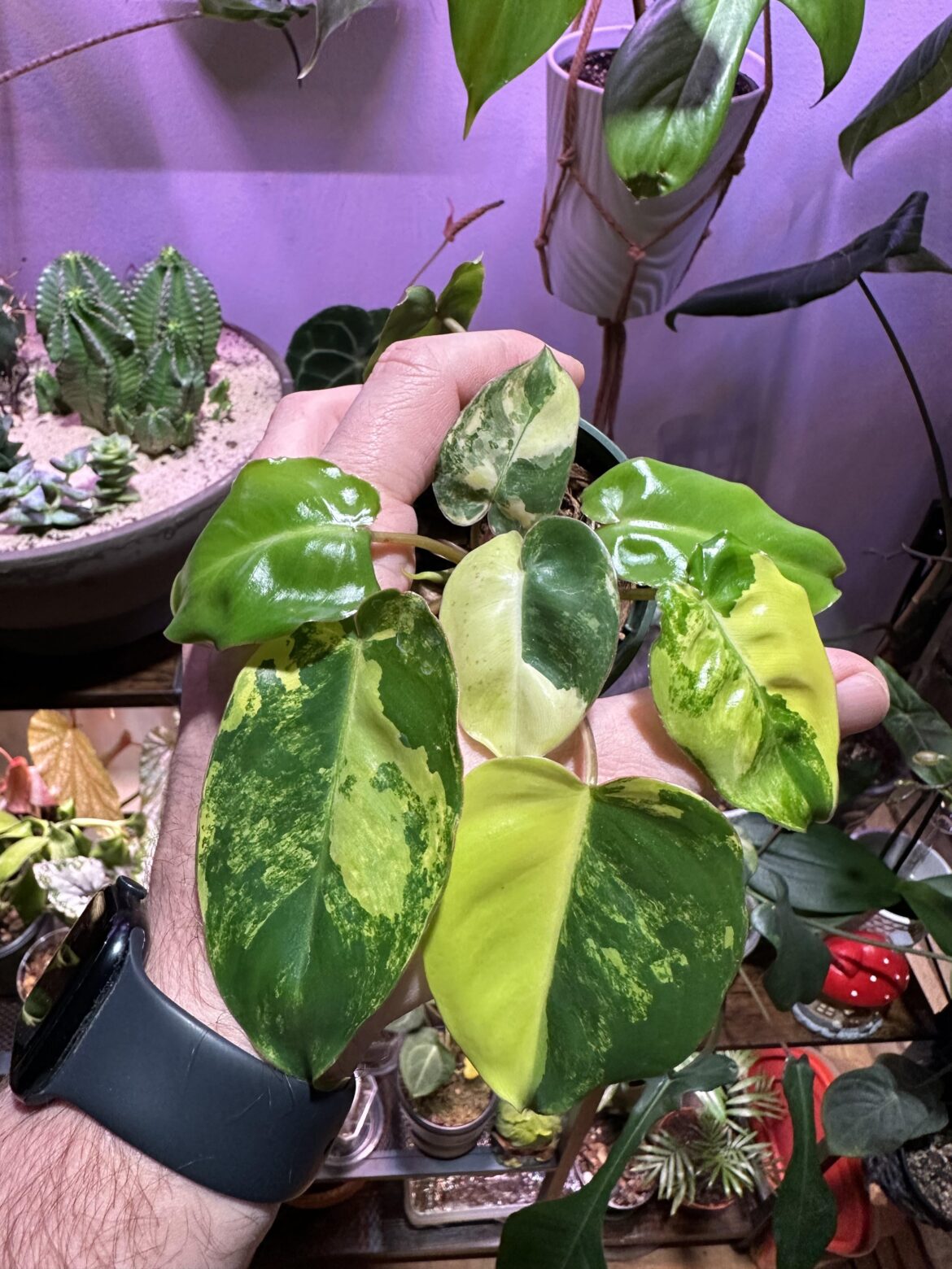 Unexpectedly added this Burle Marx albo to my collection 🙂