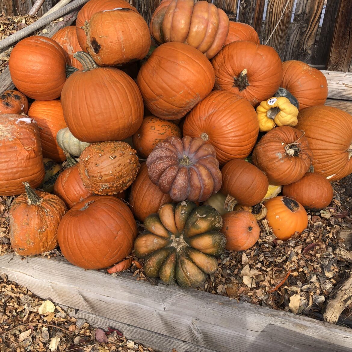 Share a photo of your compost