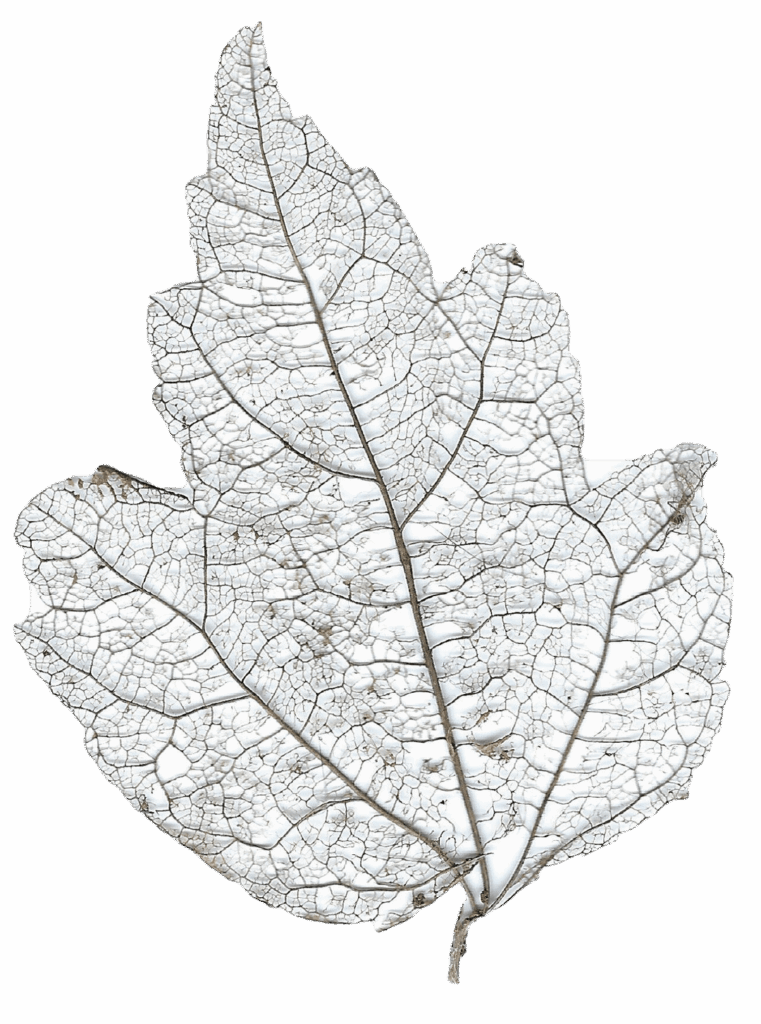 What is the term for this?