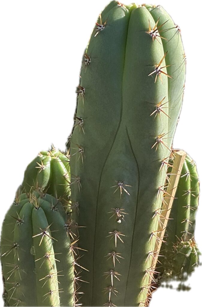 Rib Shift why does it occur in some plants?