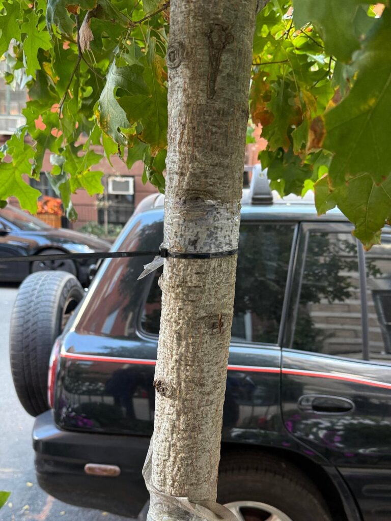 rescued this poor baby oak from girdling zip tie and tons of tape