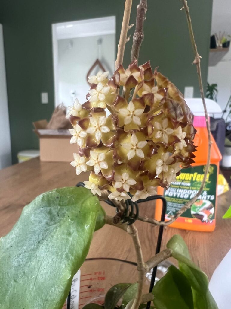 Bicolor bloomed! Bicolor bloomed!