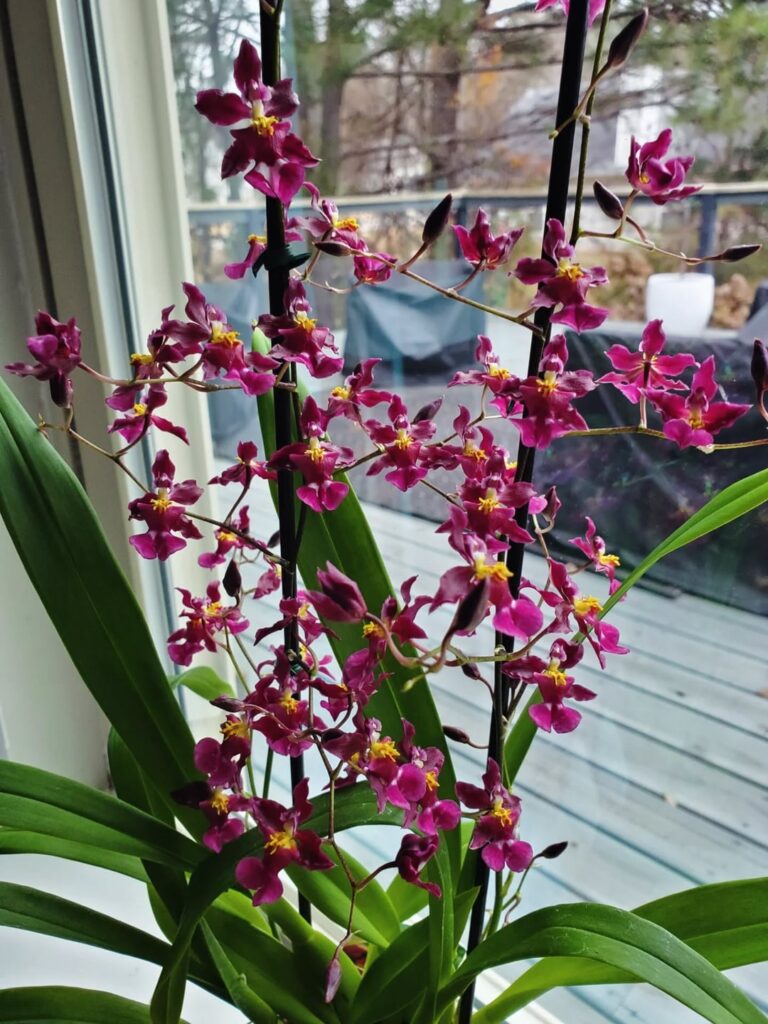 My very first compact fragrant Oncidium Tariflor Lady from Lowe’s. It is currently in full bloom for Christmas. I can’t get over how rich the magenta color is. Plus, the scent is absolutely amazing. My daughter said it smells like her favorite milk chocolate, Lindt Lindor Truffles. And it does! My very first compact fragrant Oncidium Tariflor Lady from Lowe's. It is currently in full bloom for Christmas. I can't get over how rich the magenta color is. Plus, the scent is absolutely amazing. My daughter said it smells like her favorite milk chocolate, Lindt Lindor Truffles. And it does!