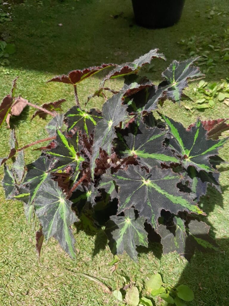 Can you guys help me with the ID?