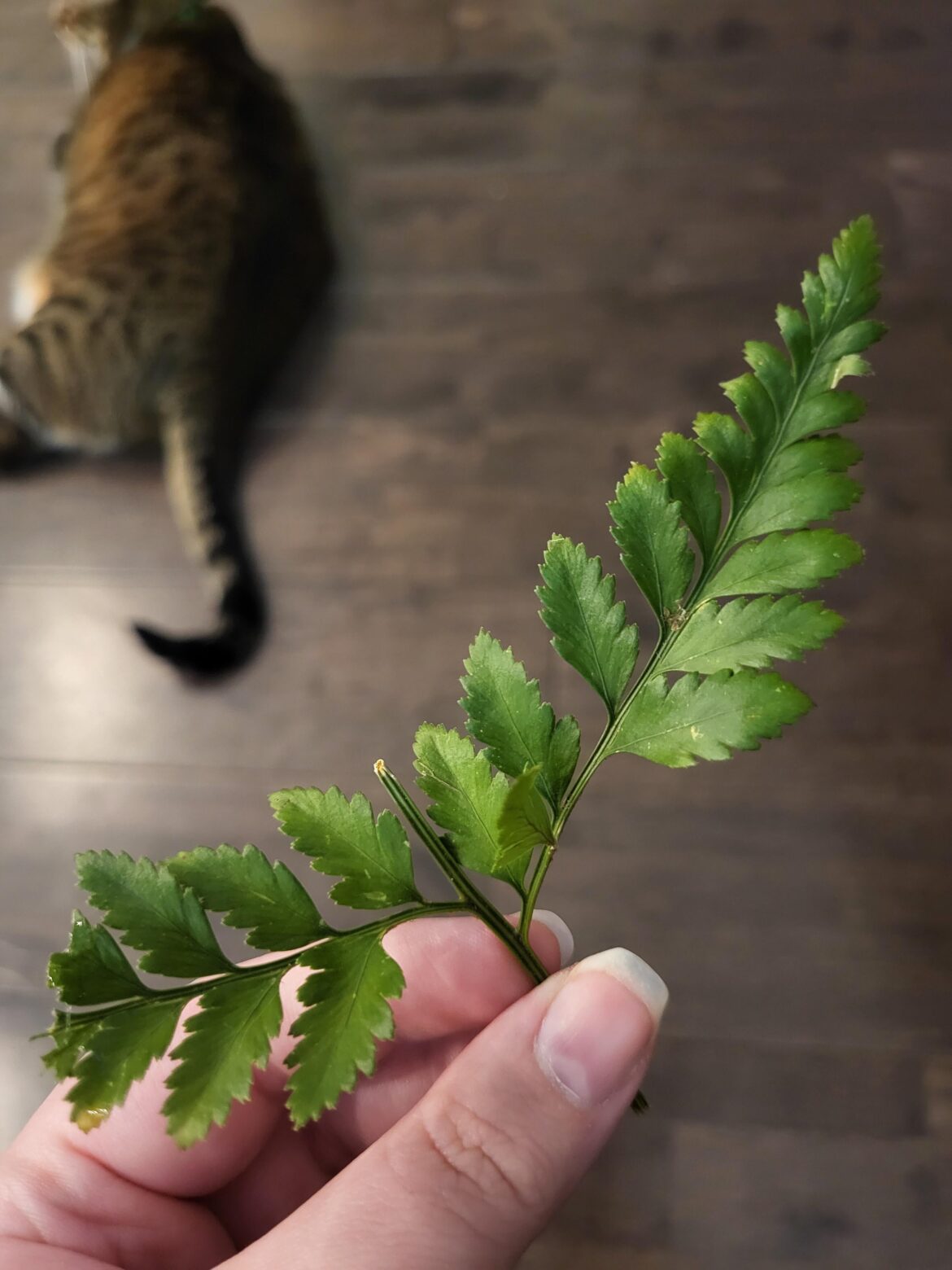 please help my cat just ate some of this please help my cat just ate some of this