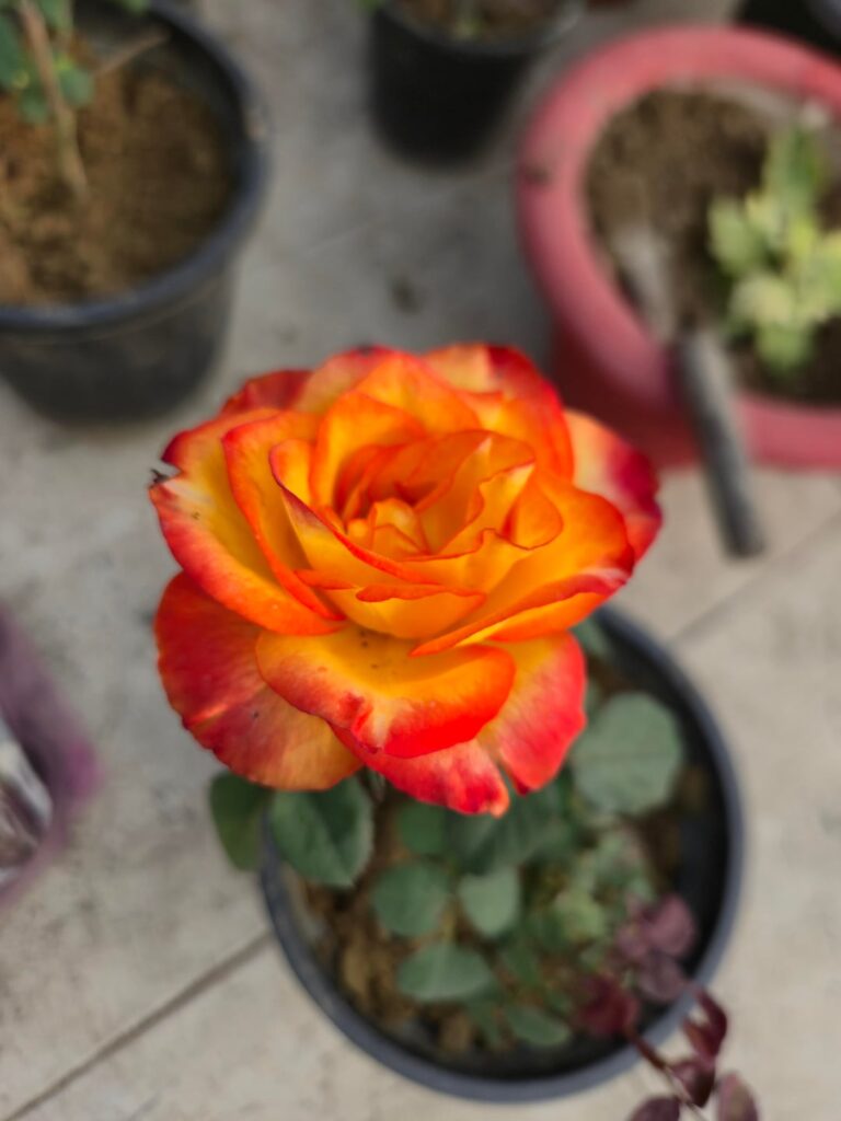 Some rose blooms on this winter onset.