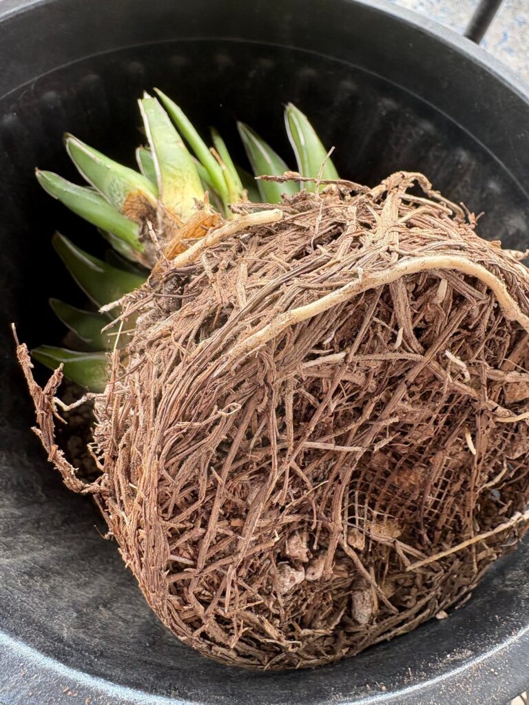 Repotting my Queen Victoria agaves.