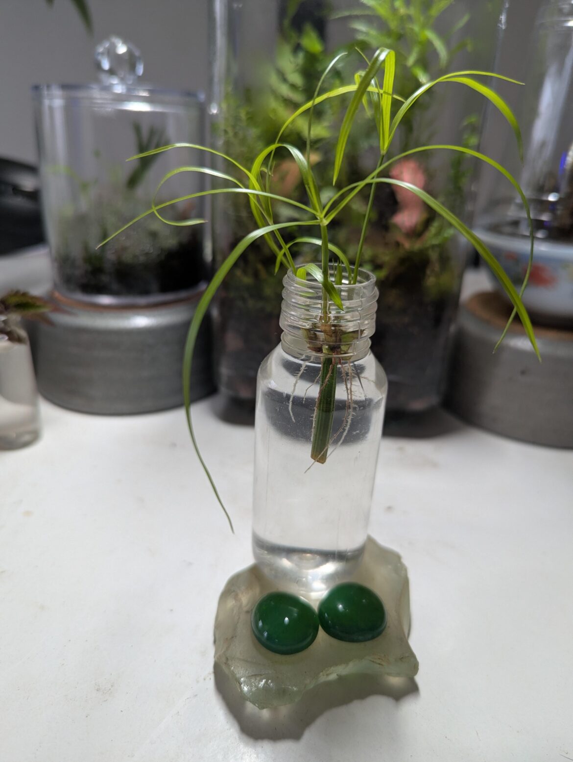 Small cyperus papyrus prop