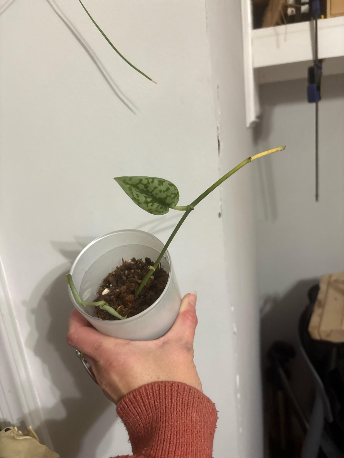 What is this and what does it want?