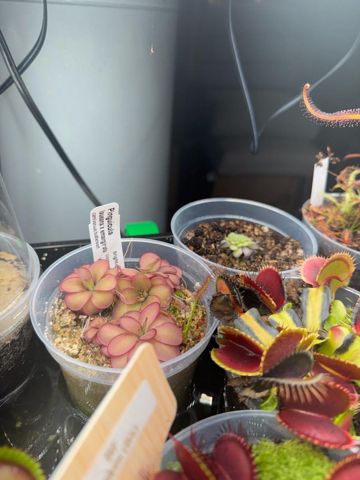 Ping cyclocecta picky?