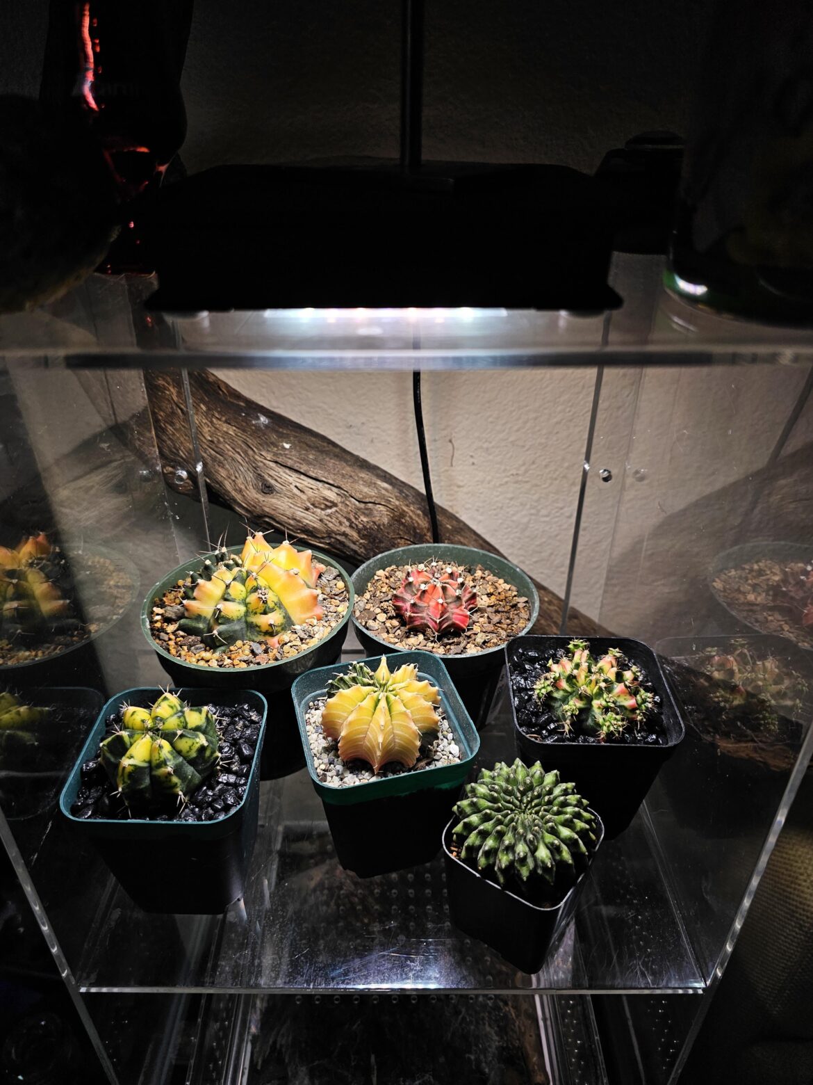 Gymnocalycium Rainbow!