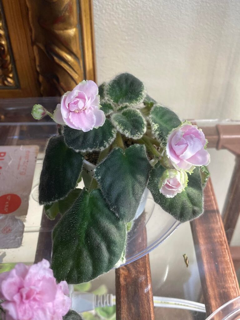 Do African Violets take multiple bloom cycles to reach their ‘true’ flower shape? Do African Violets take multiple bloom cycles to reach their 'true' flower shape?