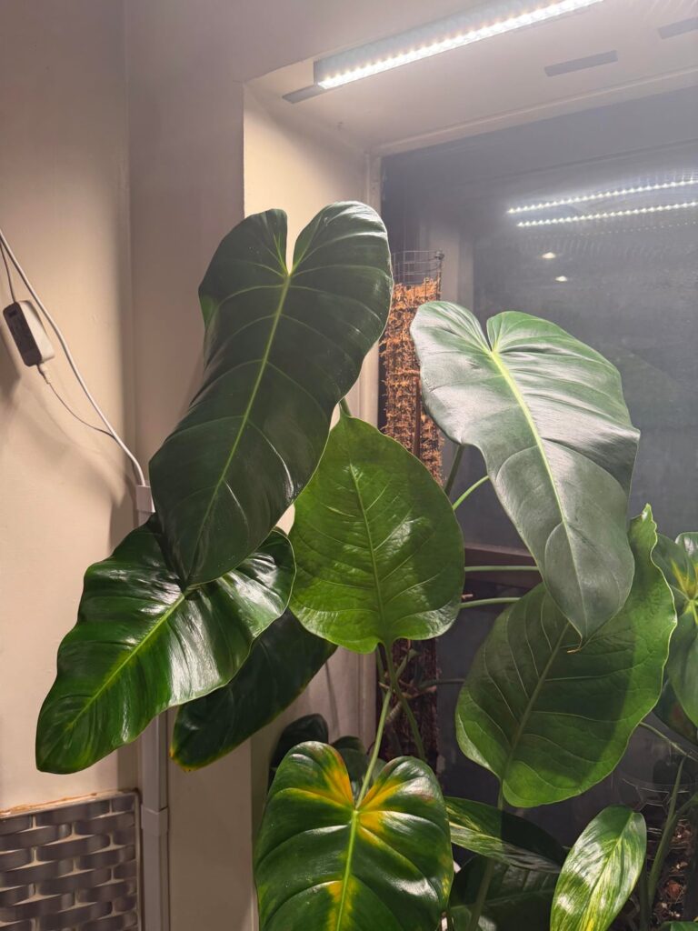 Quelali Round × Spiritus Sancti thriving on a cold NYC window ledge - hybrids are wild