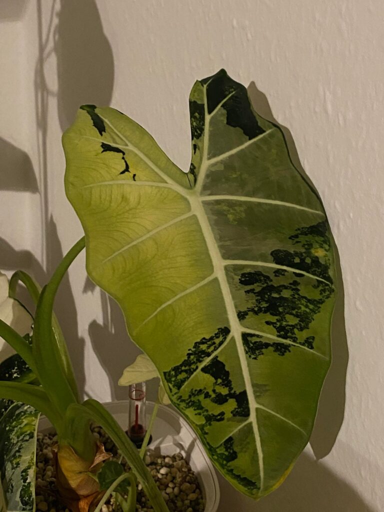 Greenish color on Frydek