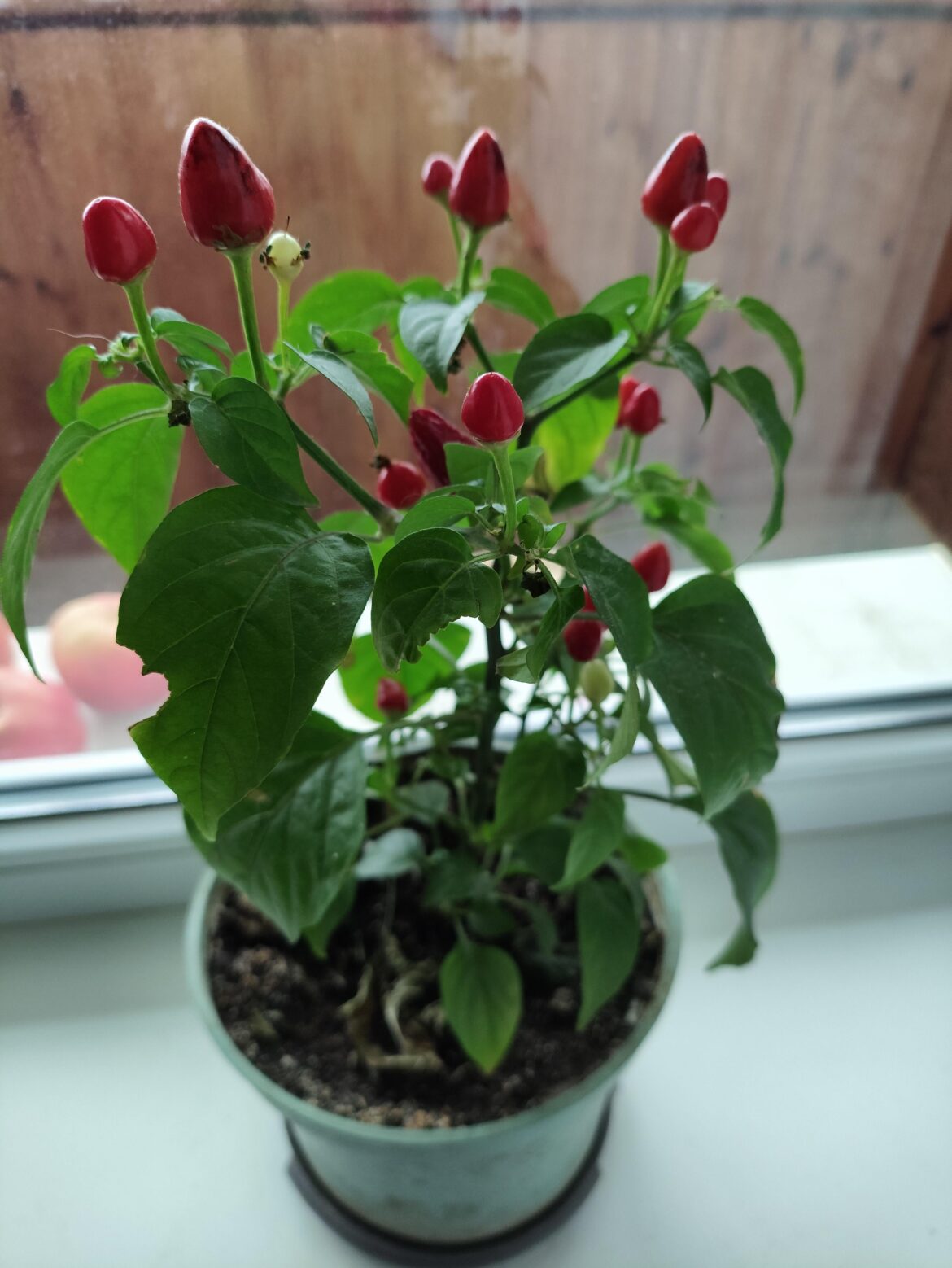 My spicy red friend who lives on the windowsill