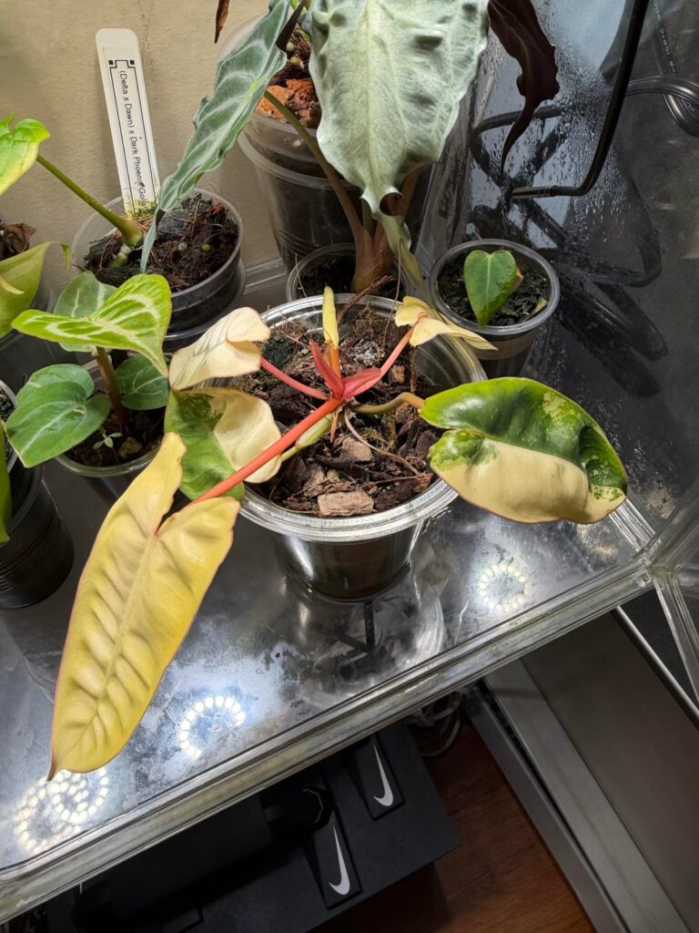 My Philodendron ‘Billie’ is putting out four almost fully white leaves… is there ANY coming back from this?? My Philodendron ‘Billie’ is putting out four almost fully white leaves… is there ANY coming back from this??