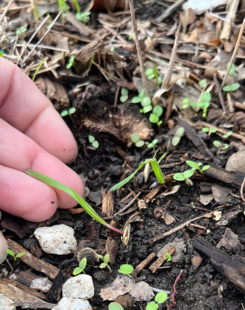 Help with grass seedling ID Help with grass seedling ID
