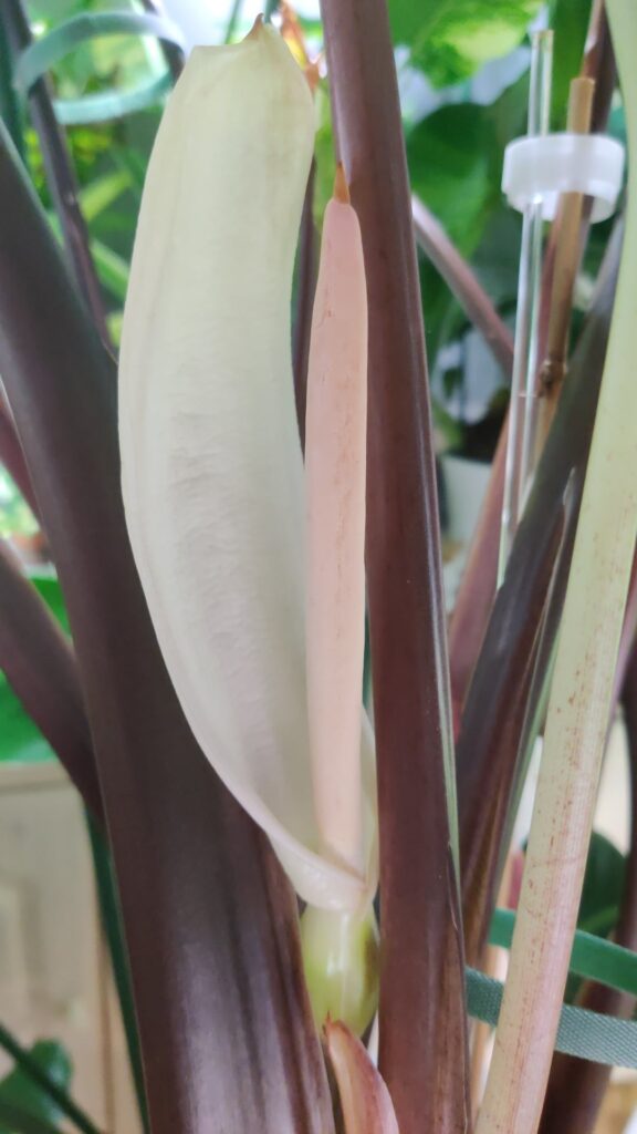 Yucatan Princess surprise inflorescence pushed by leave