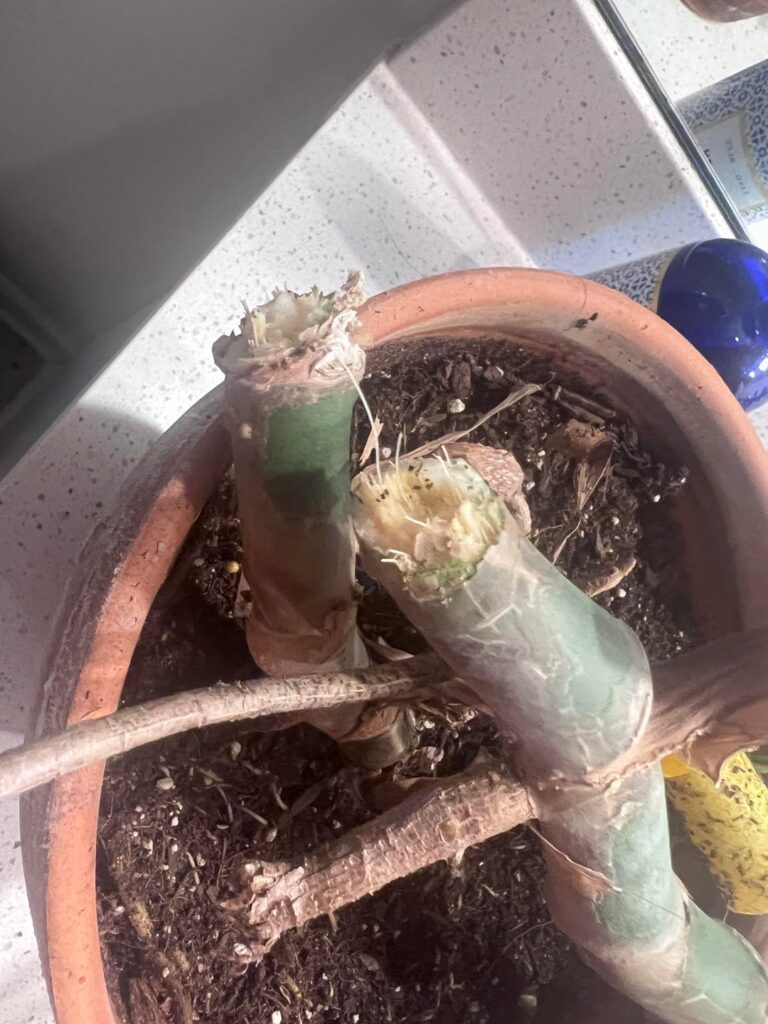 Toddler knocked off my monstera and it broke at the base. How do I go about fixing it?