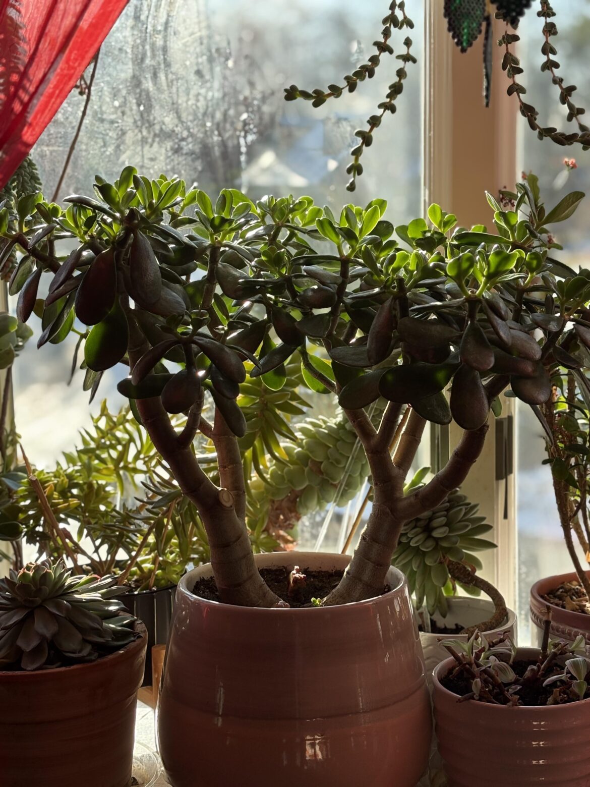 Jade with morning sun