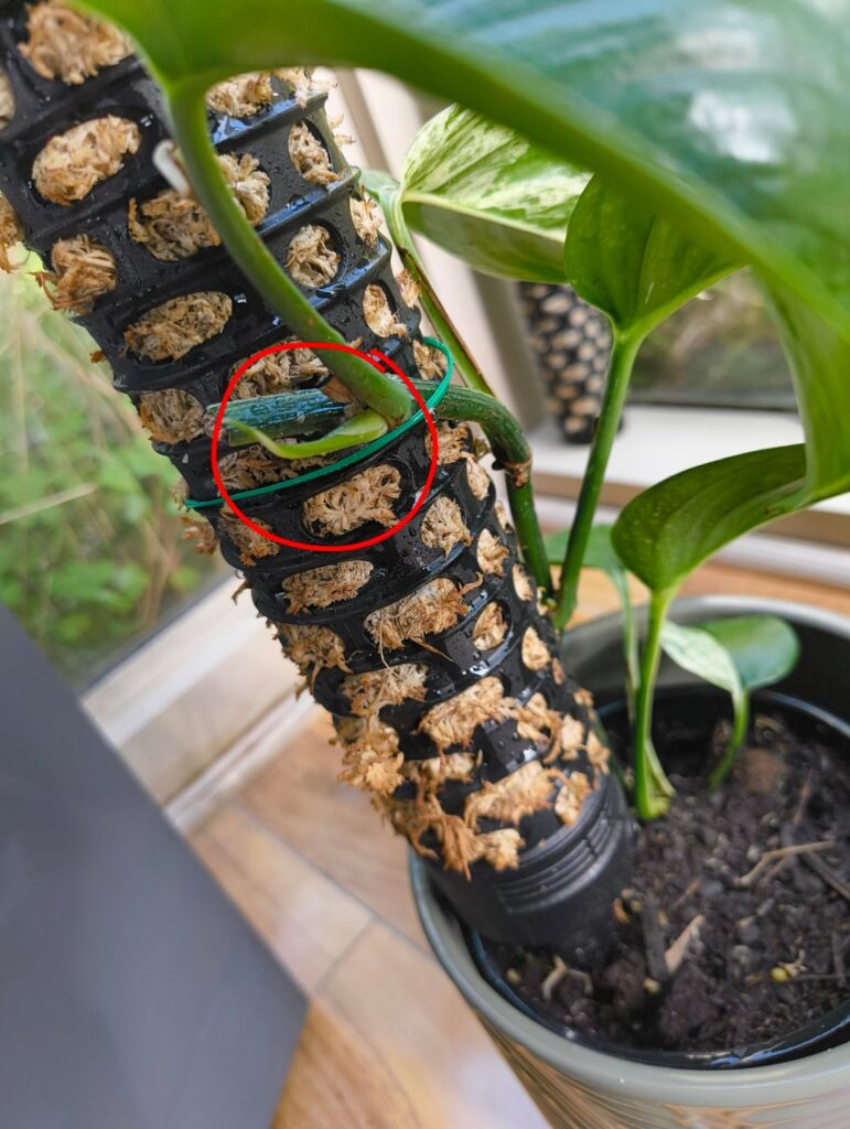 I pruned my pothos I pruned my pothos