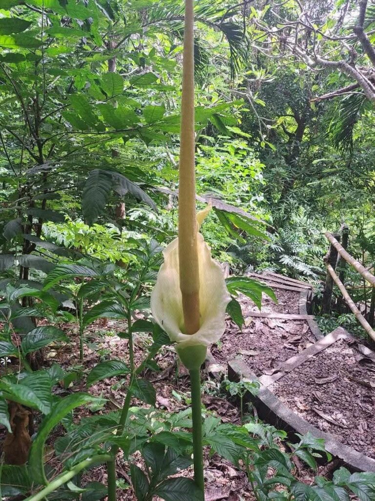 Amorphophallus rayongii endemic to the Philippines discovered in 2012.