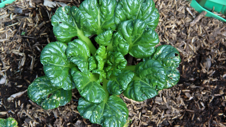 Green tatsoi growing in a garden bed